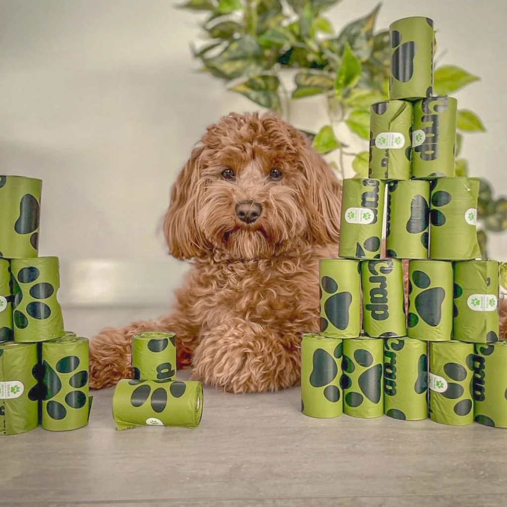 Buddy.the.toycavoodle (1)