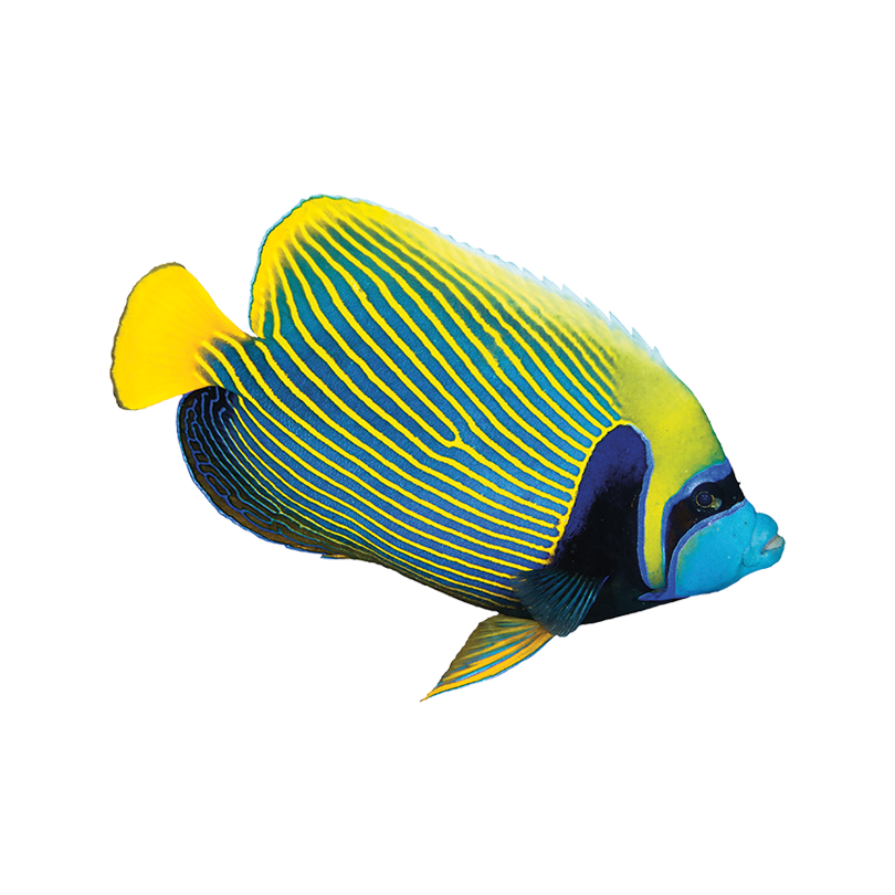 Wear the Reef. Turning Awareness into Action